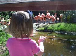 Zoo flamingos.jpg